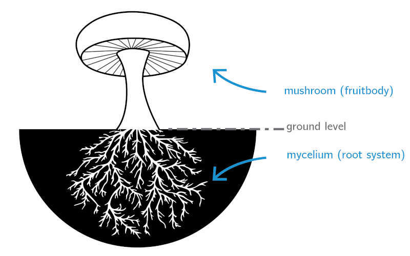Urban Biocycles Mycelium Digitalisation: Conference 2023